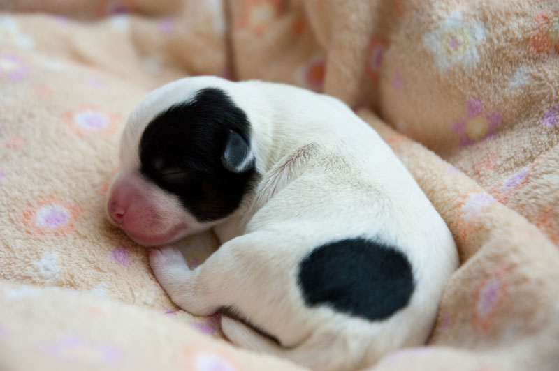 Parson Russell Terrier b-wurf1