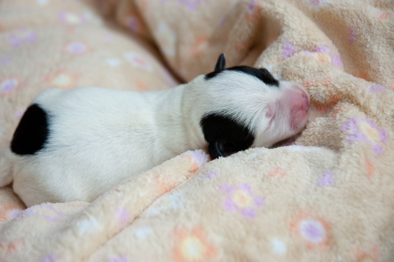 Parson Russell Terrier b-wurf1