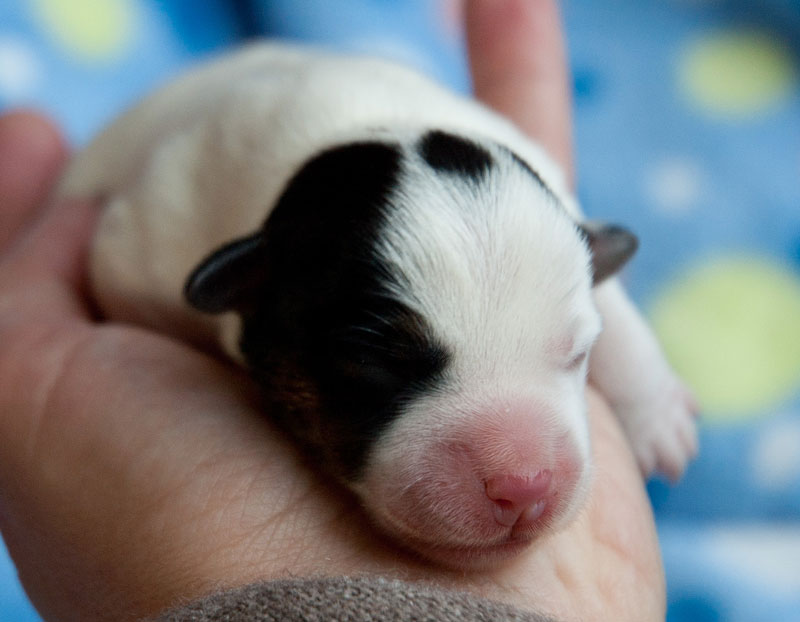 Parson Russell Terrier b-wurf3