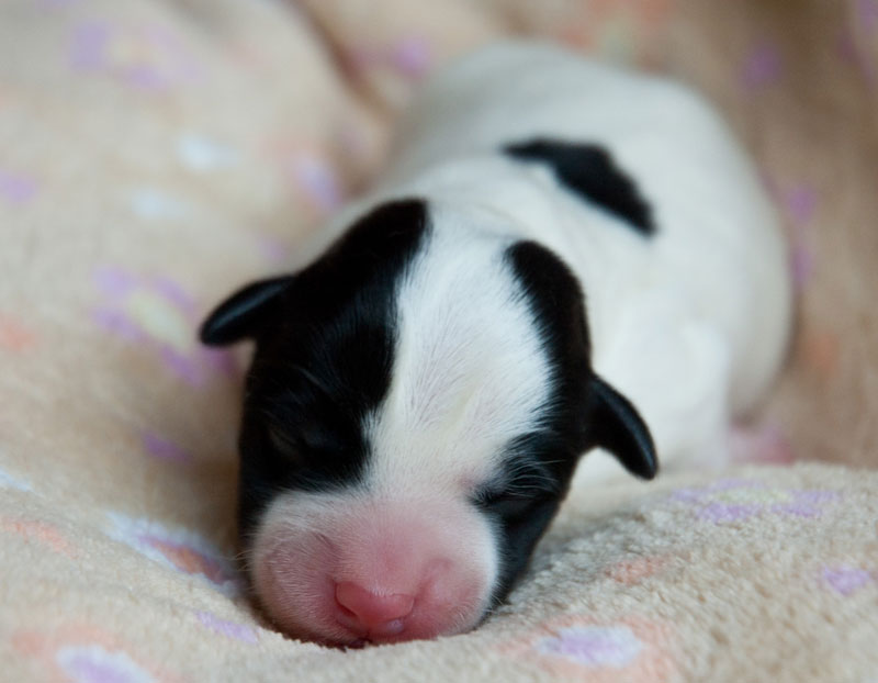 Parson Russell Terrier b-wurf4