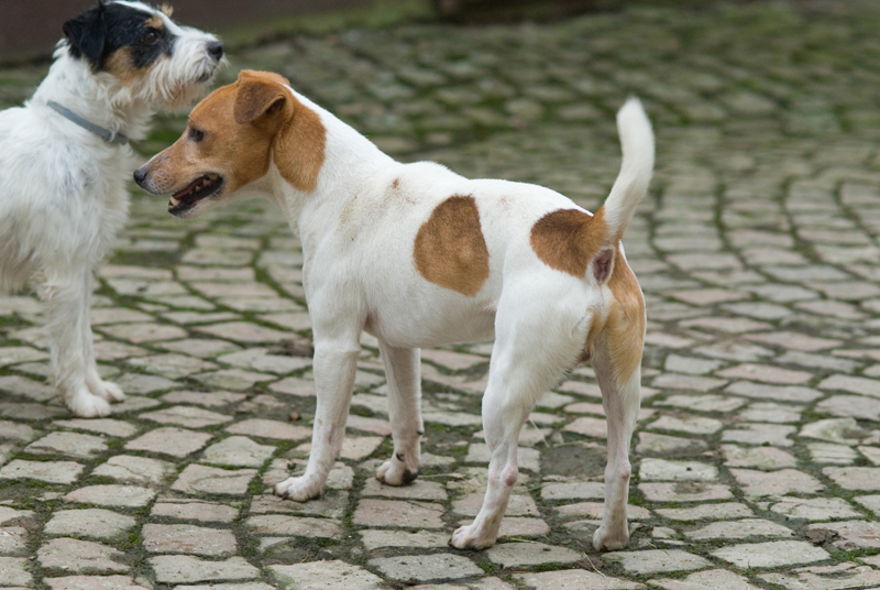 Parson Russell Terrier Baro vom Schindwald