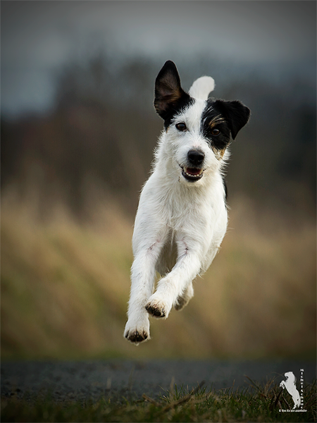 Parson Russell Terrier Baya von den Elmwirschen