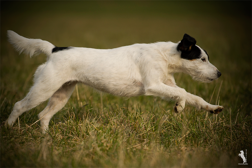 Parson Russell Terrier Baya von den Elmwirschen