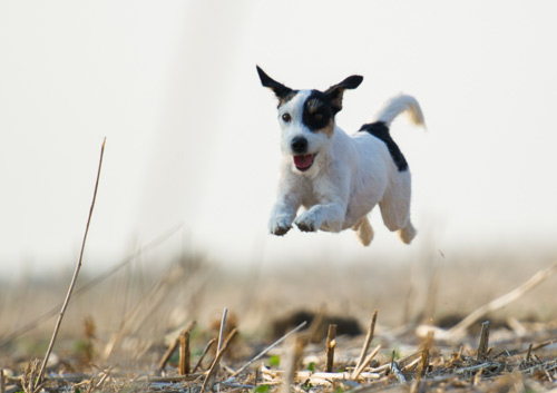 Parson Russell Terrier Baya von den Elmwirschen