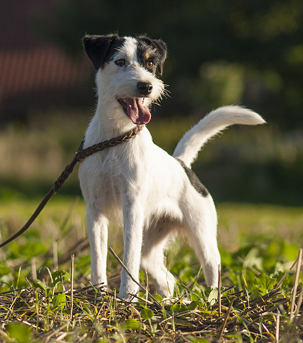 Parson Russell Terrier Baya von den Elmwirschen