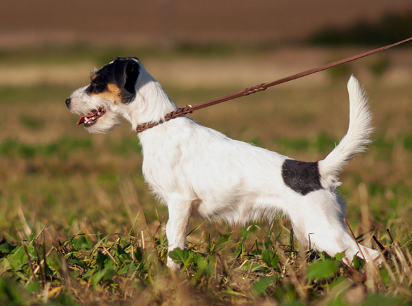 Parson Russell Terrier Baya von den Elmwirschen