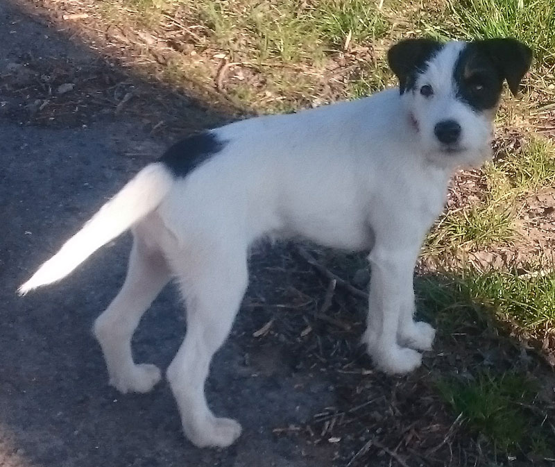 Parson Russell Terrier Baya von den Elmwirschen