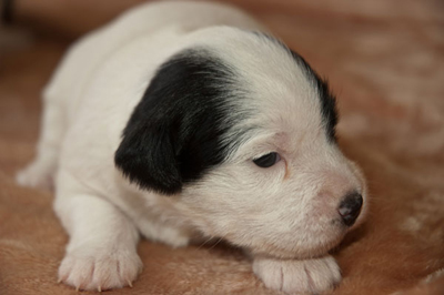 Parson Russell Terrier Baya von den Elmwirschen