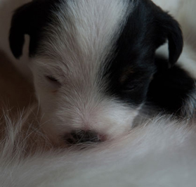 Parson Russell Terrier Baya von den Elmwirschen