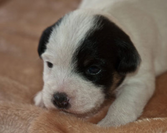 Parson Russell Terrier Baya von den Elmwirschen