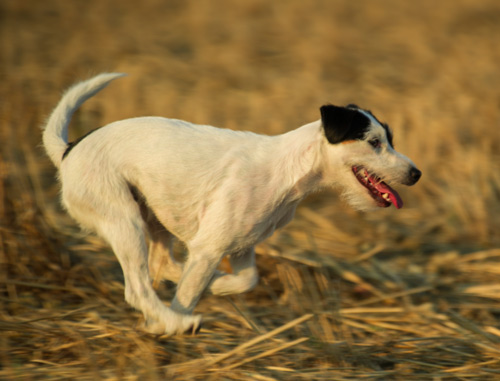 Parson Russell Terrier Baya von den Elmwirschen