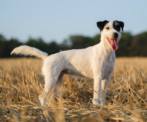 Parson Russell Terrier Baya von den Elmwirschen