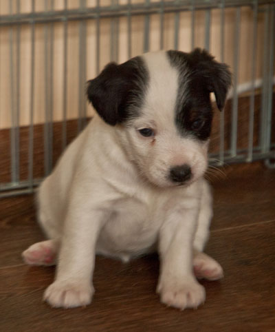 Parson Russell Terrier Baya von den Elmwirschen