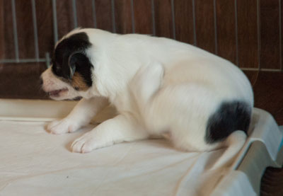 Parson Russell Terrier Baya von den Elmwirschen