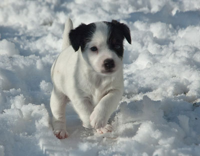 Parson Russell Terrier Baya von den Elmwirschen