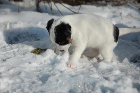 Parson Russell Terrier Baya von den Elmwirschen