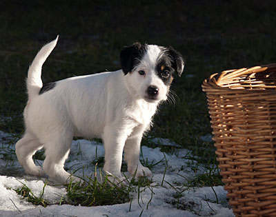 Parson Russell Terrier Baya von den Elmwirschen