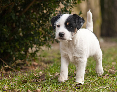 Parson Russell Terrier Baya von den Elmwirschen