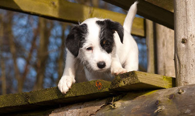 Parson Russell Terrier Baya von den Elmwirschen