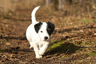 Parson Russell Terrier Baya von den Elmwirschen