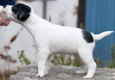 Parson Russell Terrier Baya von den Elmwirschen