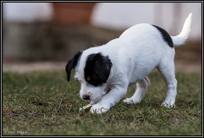 Parson Russell Terrier Baya von den Elmwirschen