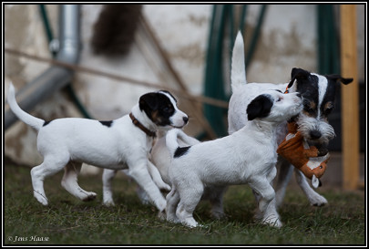 Parson Russell Terrier Baya von den Elmwirschen