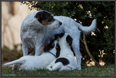 Parson Russell Terrier Baya von den Elmwirschen