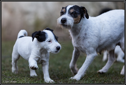 Parson Russell Terrier Baya von den Elmwirschen