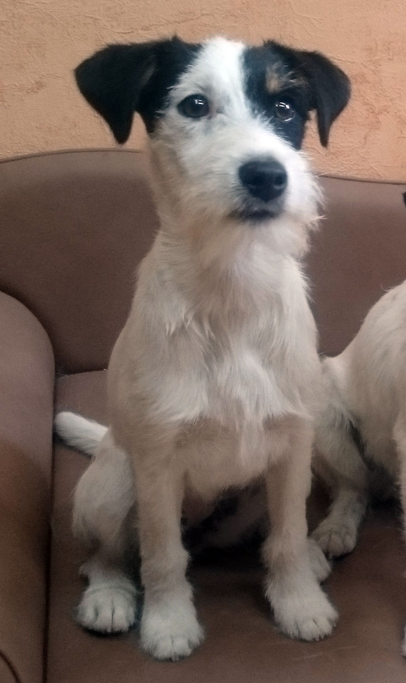 Parson Russell Terrier Baya von den Elmwirschen