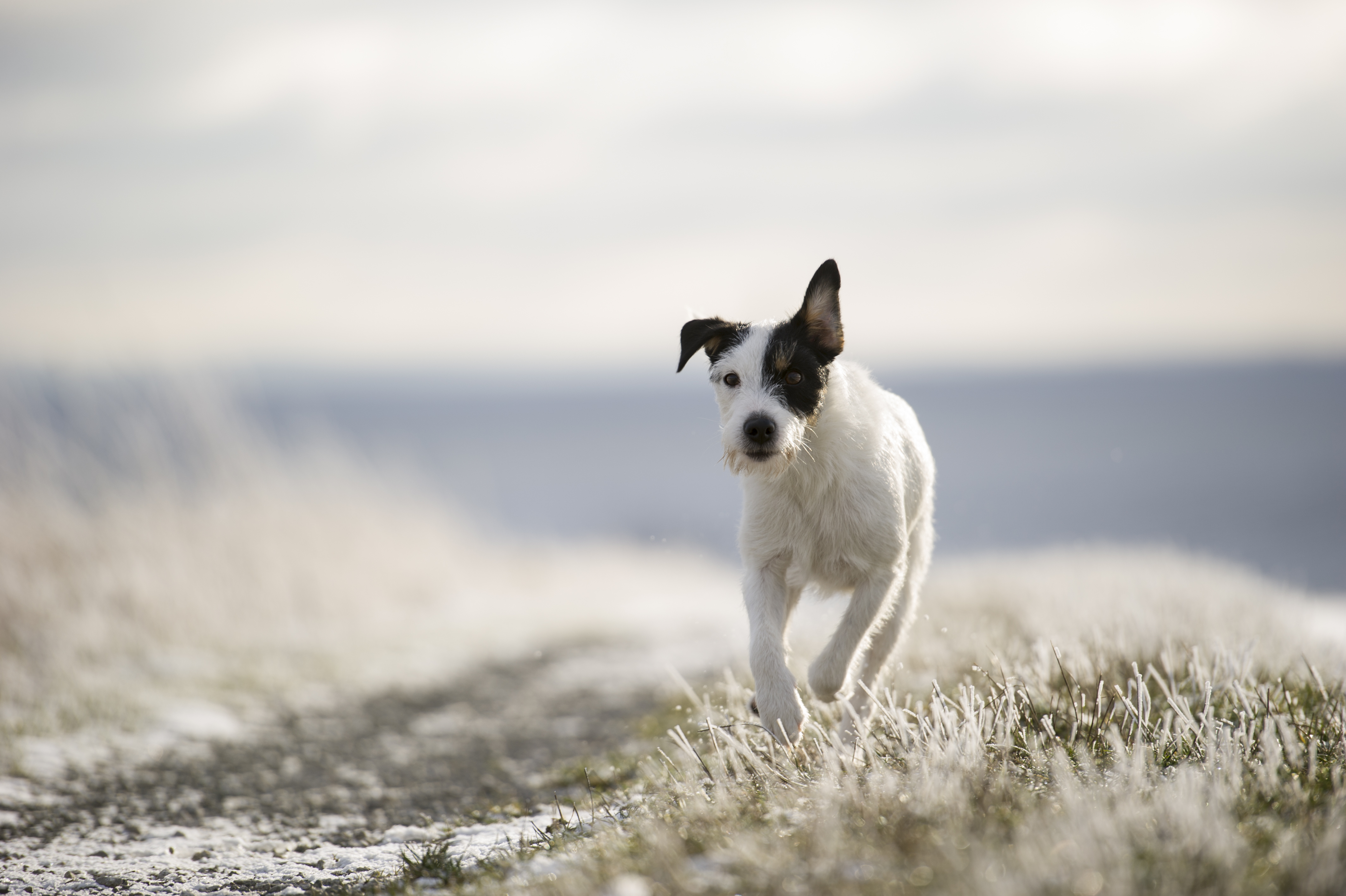 Parson Russell Terrier Baya von den Elmwirschen