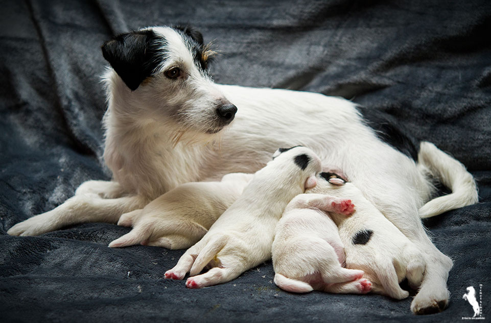 Parson Russell Terrier d-wurf