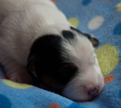 Parson Russell Terrier Beppo von den Elmwirschen