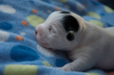 Parson Russell Terrier Beppo von den Elmwirschen