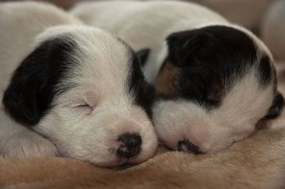 Parson Russell Terrier Beppo von den Elmwirschen