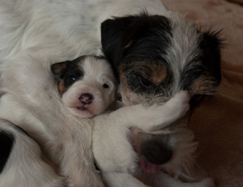 Parson Russell Terrier Beppo von den Elmwirschen