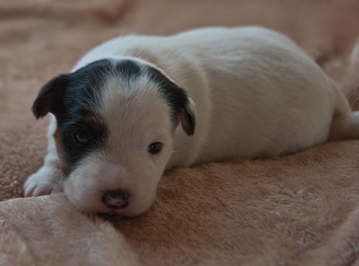 Parson Russell Terrier Beppo von den Elmwirschen