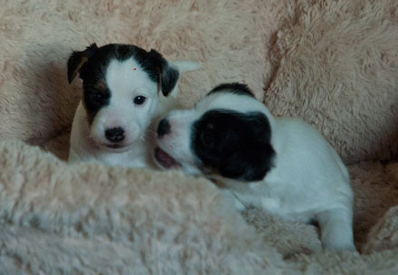 Parson Russell Terrier Beppo von den Elmwirschen