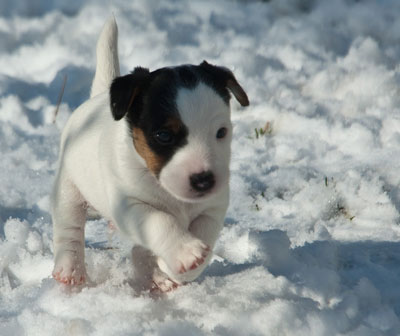 Parson Russell Terrier Beppo von den Elmwirschen