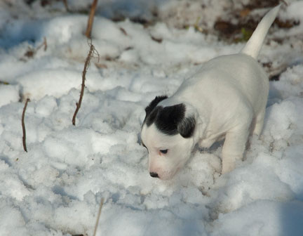 Parson Russell Terrier Beppo von den Elmwirschen