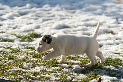 Parson Russell Terrier Beppo von den Elmwirschen