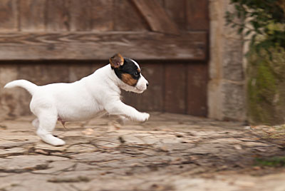 Parson Russell Terrier Beppo von den Elmwirschen