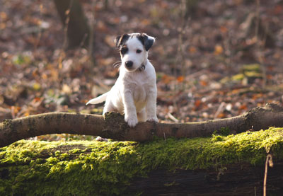 Parson Russell Terrier Beppo von den Elmwirschen