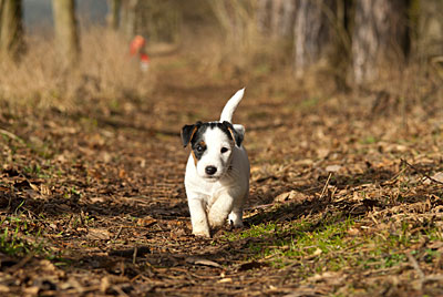 Parson Russell Terrier Beppo von den Elmwirschen