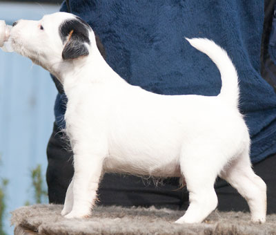 Parson Russell Terrier Beppo von den Elmwirschen