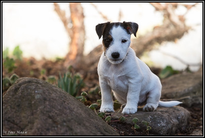 Parson Russell Terrier Beppo von den Elmwirschen