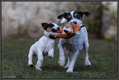 Parson Russell Terrier Beppo von den Elmwirschen