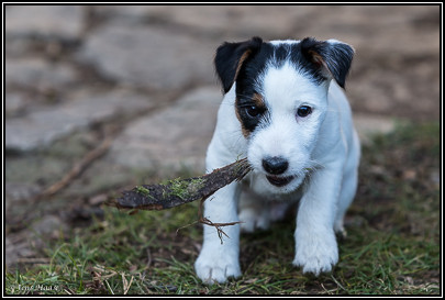 Parson Russell Terrier Beppo von den Elmwirschen