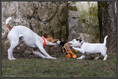 Parson Russell Terrier Beppo von den Elmwirschen