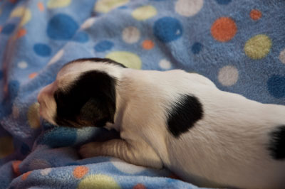 Parson Russell Terrier Bolle von den Elmwirschen